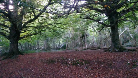 The Enigmatic Ninjas of Little Hyden Woods: Jamie Seal’s Martial Arts Legacy